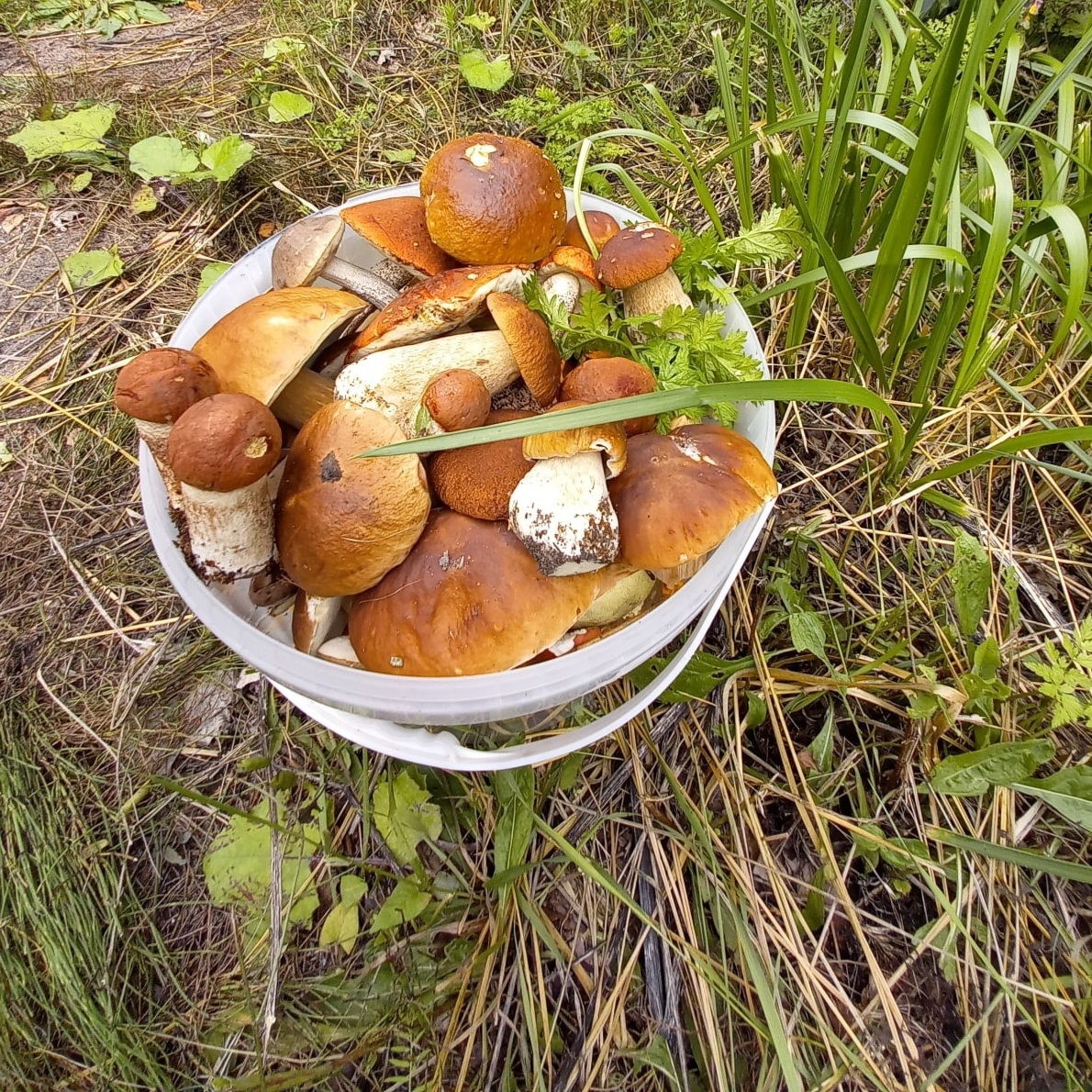 Весной есть грибы. Истринский лес грибы. Грибы евдовки. Употребил грибы. Остров Беринга фото грибы.