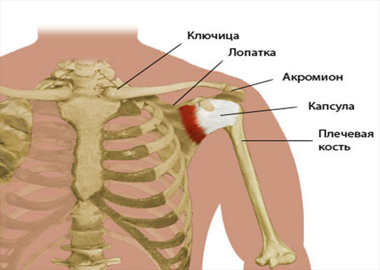 Ключица это плечо