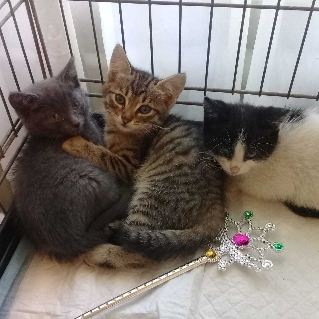 Котята ищут дом Форум Страница 1