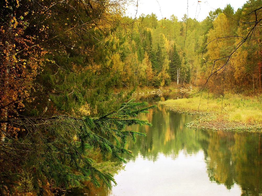 Здесь лапы. Лапы елей. Там лапы у елей. Здесь лапы у елей дрожат на весу картинки. Ели на ветру.