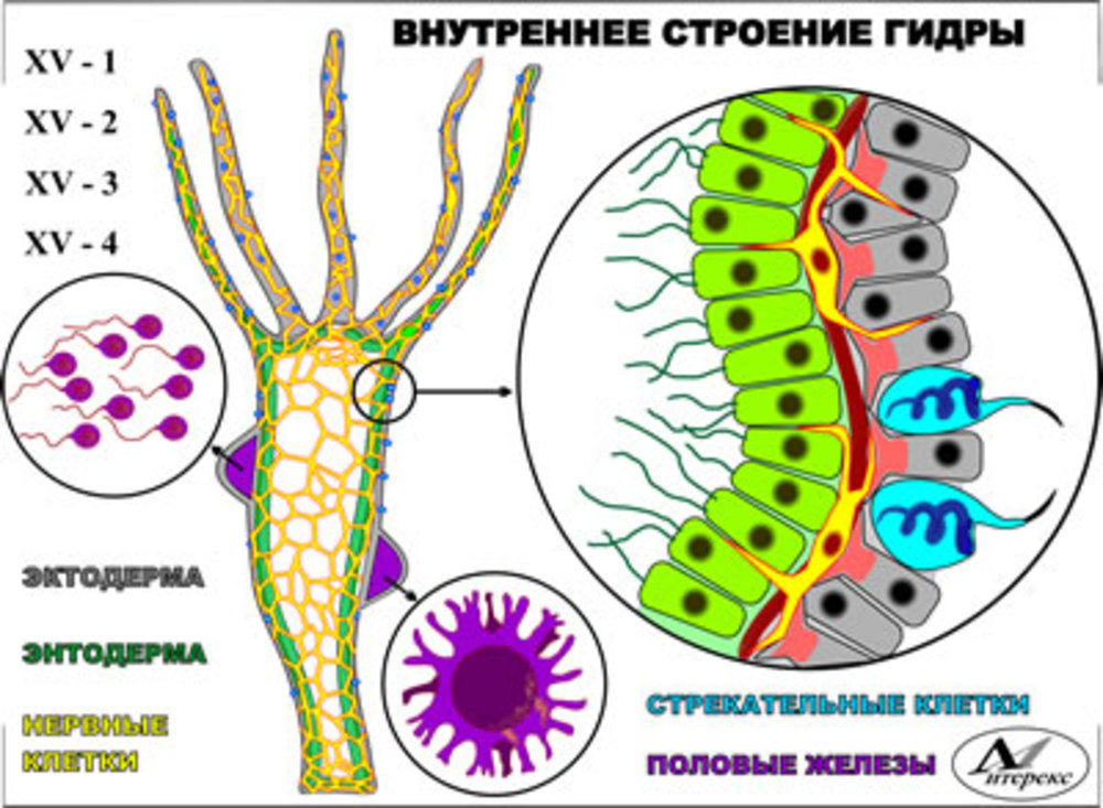 Клетка многоклеточных животных