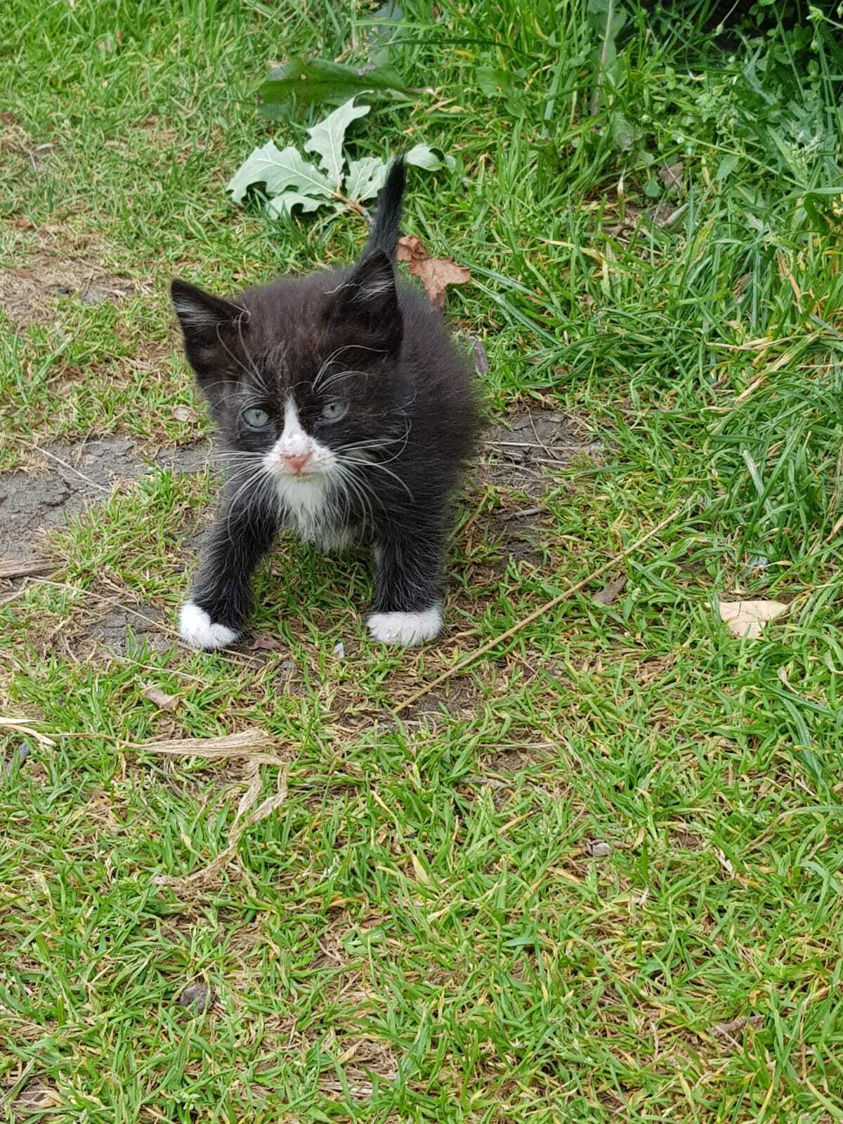 Брошенный котик