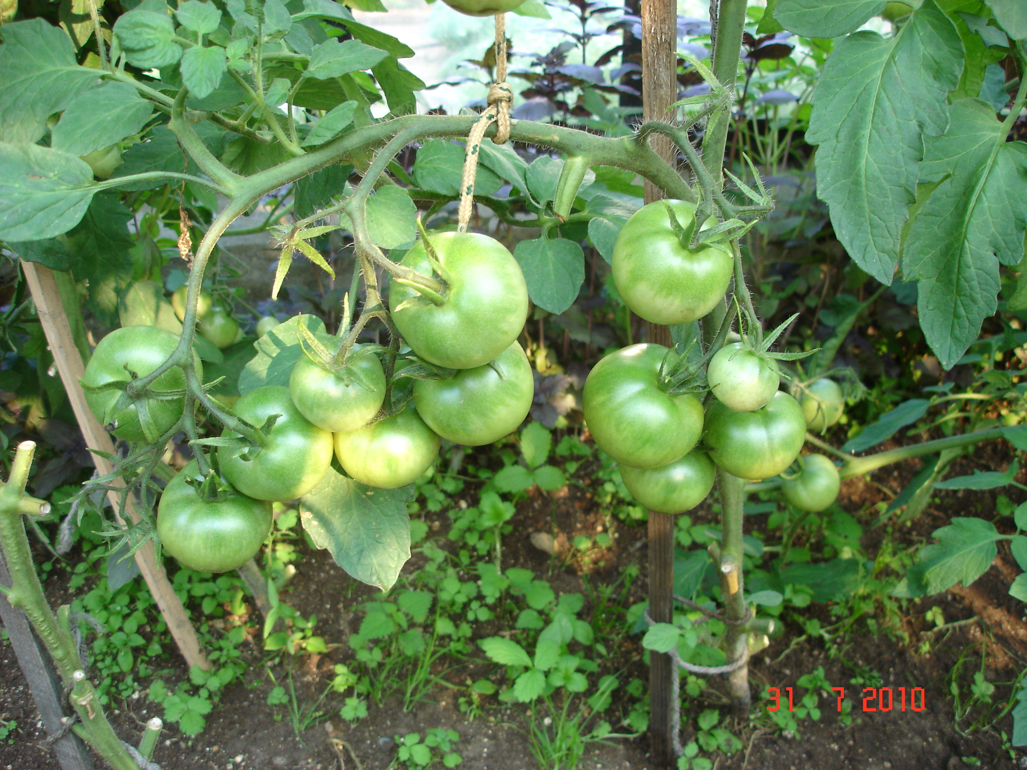 Сорт томатов оля f1. Помидоры Оля f1. Помидоры сорт Оля f1. Гибрид Оля f1.
