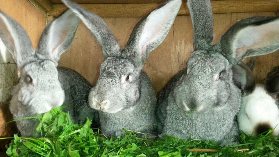 кролики мясных пород авито