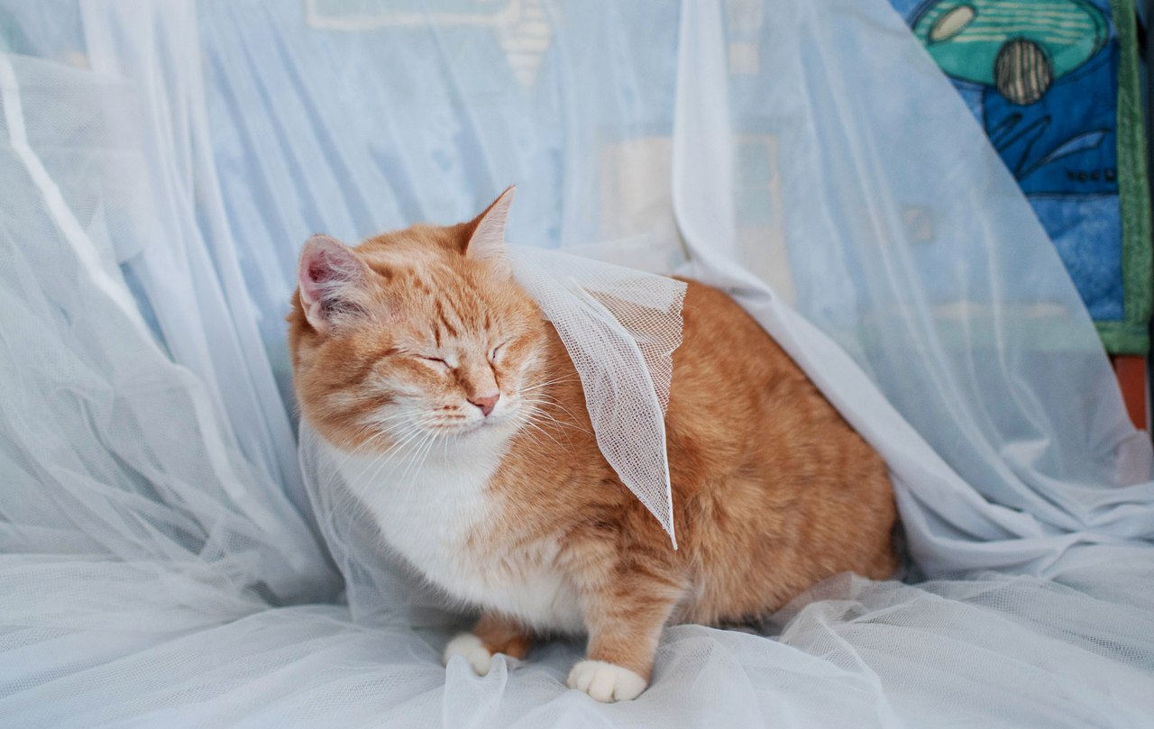 Рыжий кот тихвин. Рыжий кот кольчугино. Белорусский кот рыжик. Кот рыжий 18 см. Кофейня кофе кот евпатория.