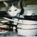 Кот в посудной лавке