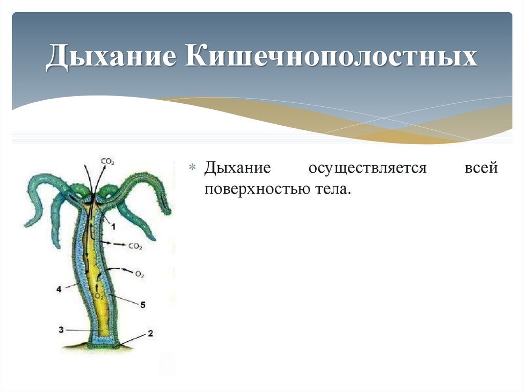 Гидра картинки биология