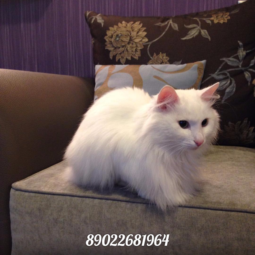 Кошка Реальные Фото