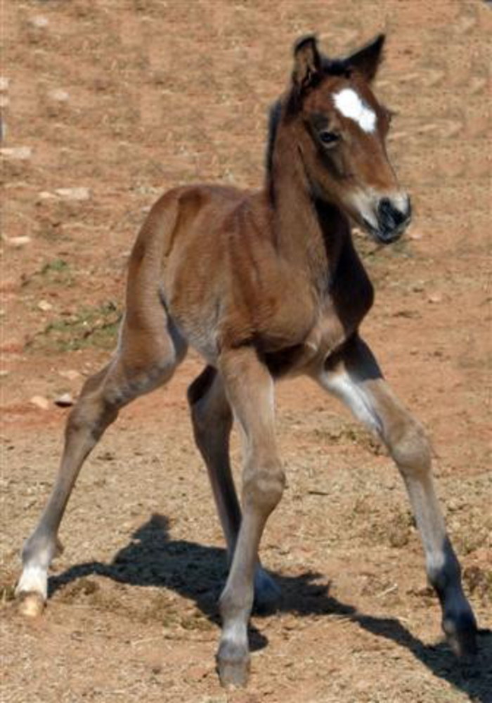Жеребенок какой он. Жеребенок "хафлингер". Лошади соловые с белой проточиной пегая жеребята. Лошадь с жеребенком. Конь и жеребенок.