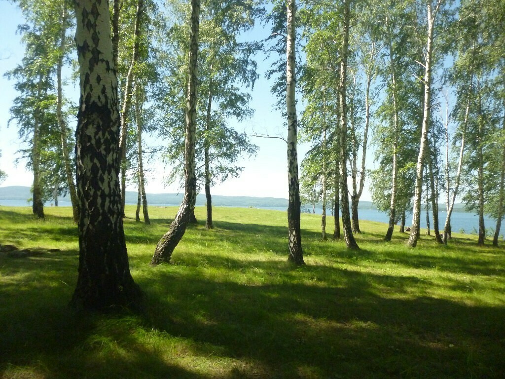 Лесная Поляна мостик в лесу Кемерово