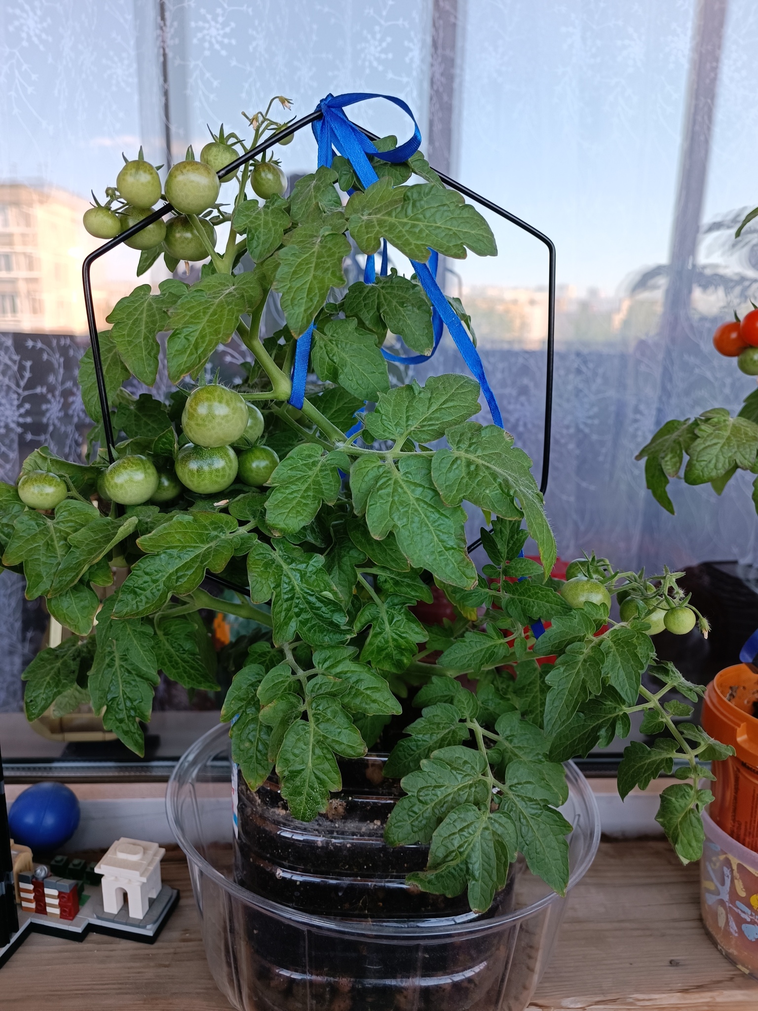 Огурцы и помидоры на балконе