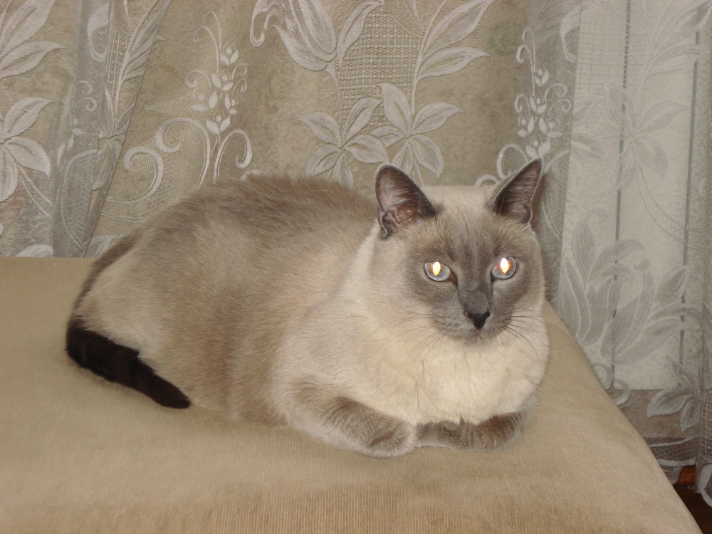 Серая сиамская кошка. Сиамская Британская кошка. Метис тайской кошки. Кот тайский палевый. Тайская Сиамская кошка серая.