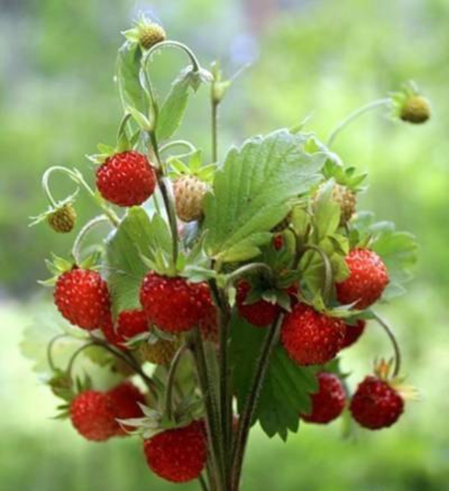 Клубника класс растений. Земляника Fragaria. Лесная земляника и Лесная клубника. Лесная ароматная земляника. Ракша Земляничная Поляна.