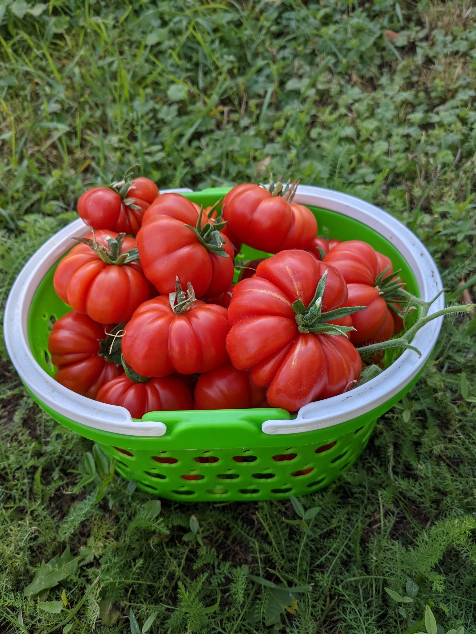 Томаты Клубничное Дерево Отзывы Фото