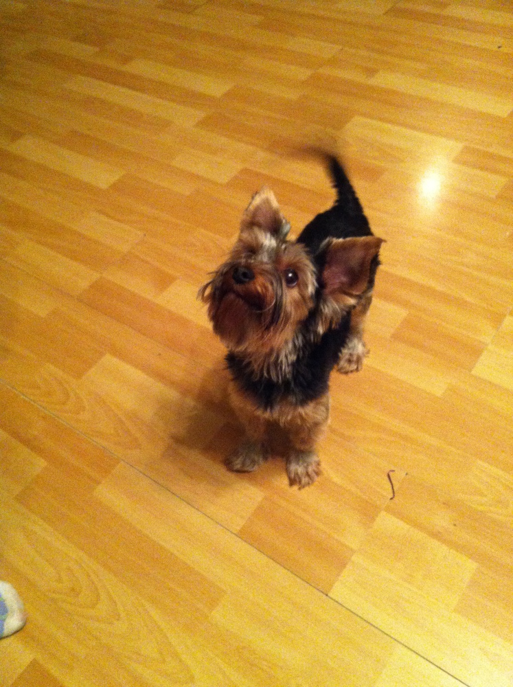 Найден йорк москва. Найдена собака йоркширский терьер мальчик. Найден йоркширский терьер москва. Нашли йорка девочка. Найден йорк москва.