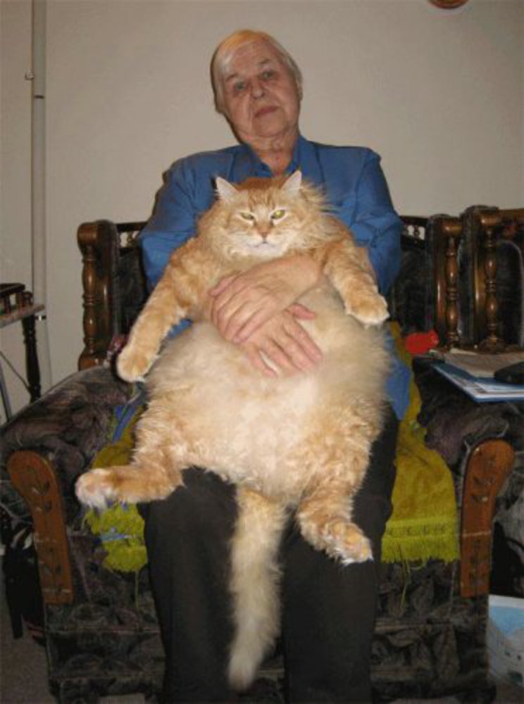 Котик в реальной жизни. Гарфилд порода кота. Толстых котов настоящих. Кот Гарфилд в реальной жизни. Порода кошек похожих на Гарфилда.