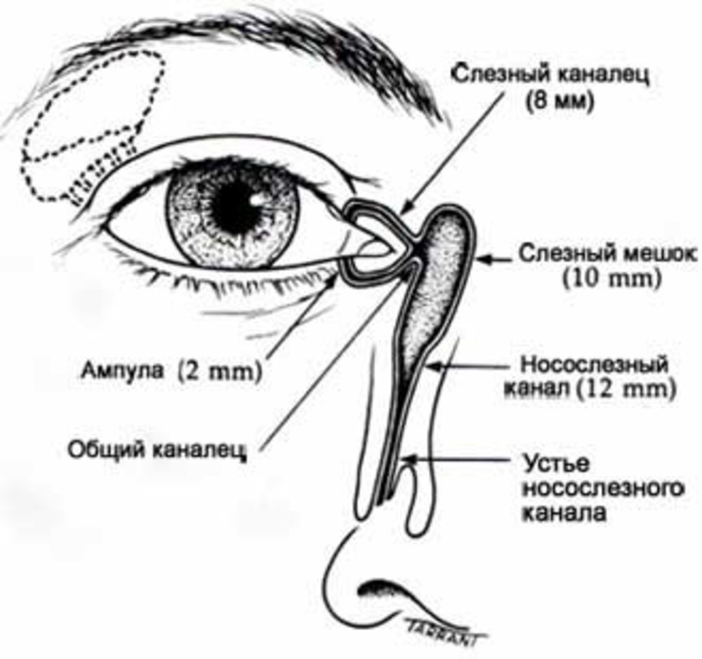 Носослезный канал открывается. Слезный мешок и носослезный канал. Анатомия глаза слезный мешок. Строение слезного канала человека схема. Строение глаза слезный мешок.