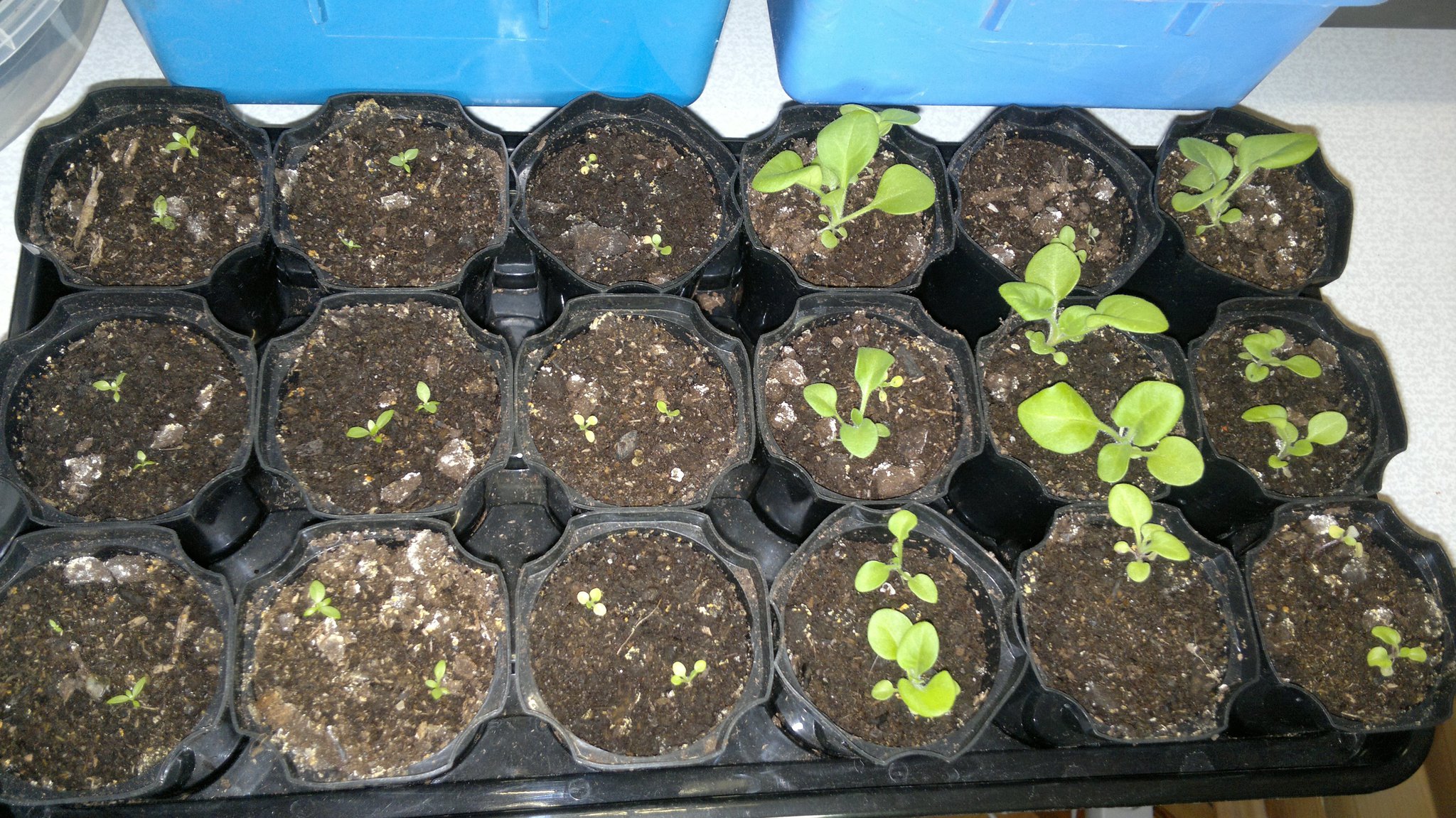 Эустома выращивание из семян в домашних на рассаду фото