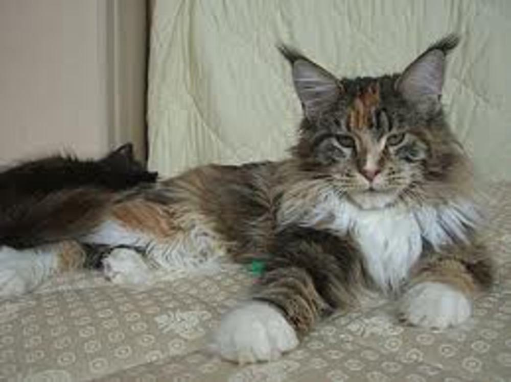 Мейн кун и сибирская кошка смесь фото