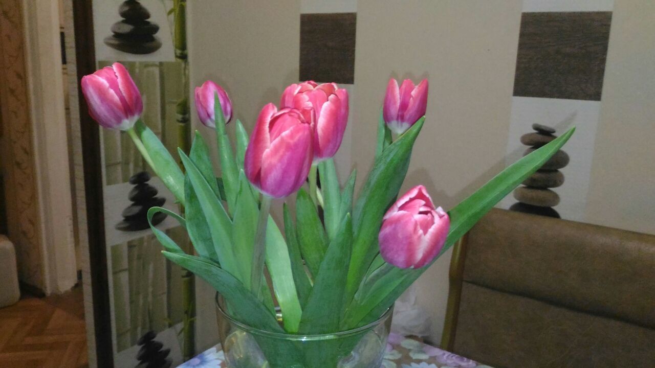Сколько времени стоят тюльпаны в воде дома. Ашан тюльпаны. Тюльпаны Ашан 2022. В Оби тюльпаны сколько стоит.