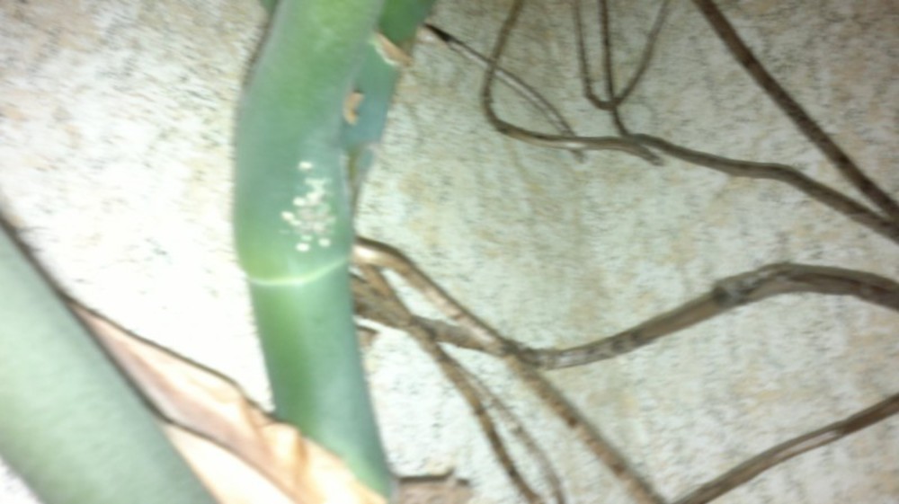 Белые точки на стволе. Белые наросты на стволе монстеры. Болезни монстеры. Болезни монстеры на стебле. Монстера на стволе