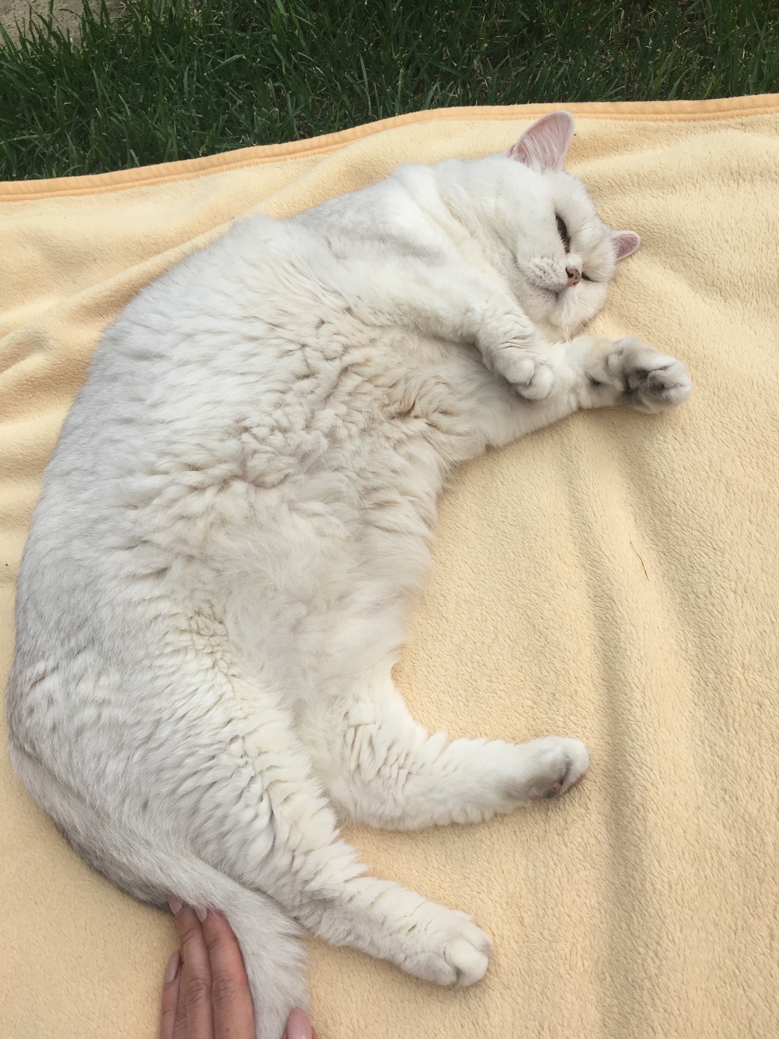 кошка начала задыхаться