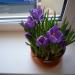 P1010201.JPG