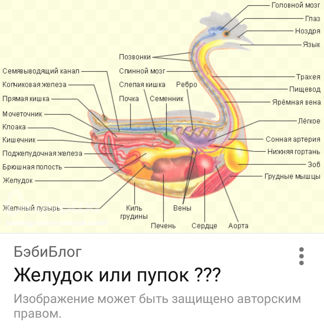 Особенности внутреннего строения. Строение курицы анатомия. Внутренние органы курицы анатомия. Внутреннее строение курицы внутренние органы. Пищеварительная система курицы анатомия.