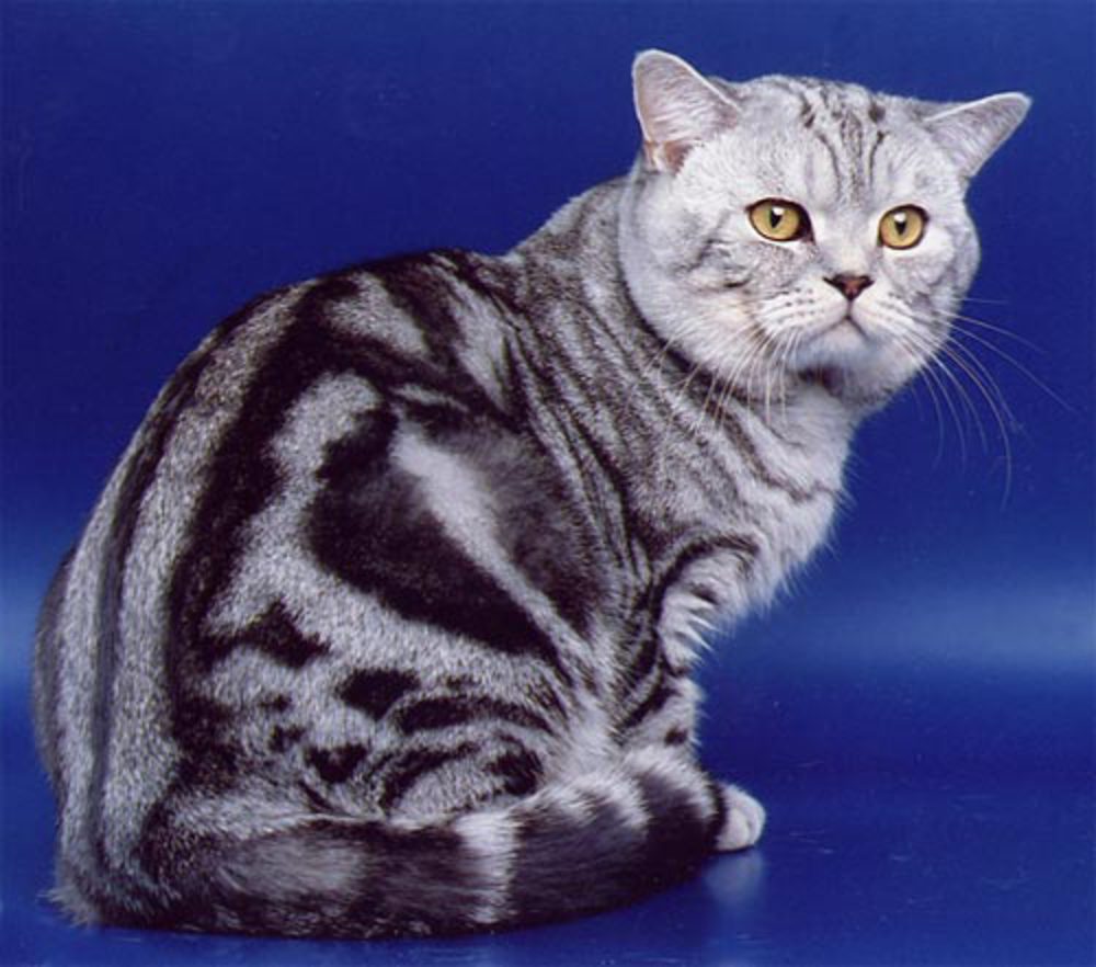 Порода кошек шотландец прямоухий фото