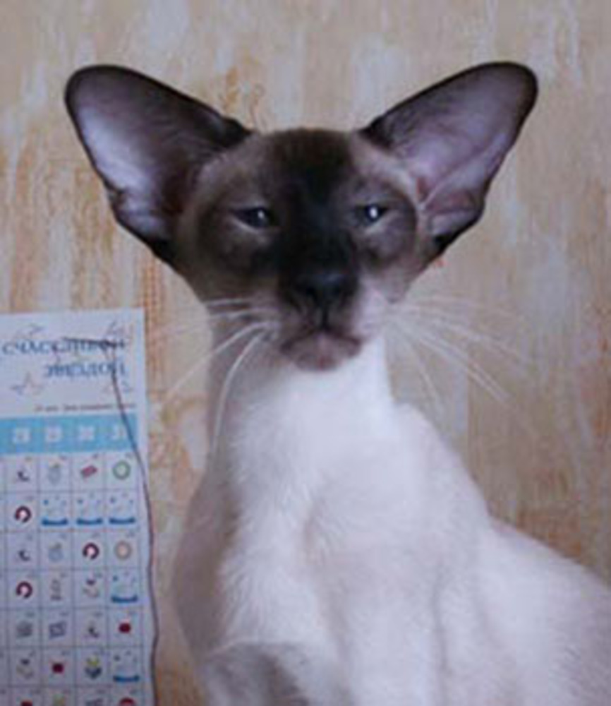 Смесь тайской и сиамской кошки фото