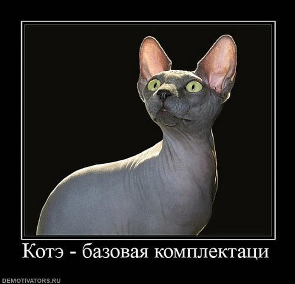 Демотиваторы Коты