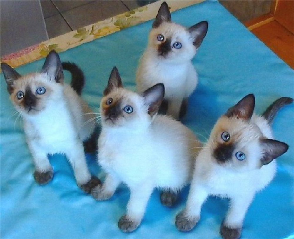 Где можно купить породистых. Сиамская и тайская кошка. Сиамские котята. Тайские котята. Чистокровные тайские котятами.