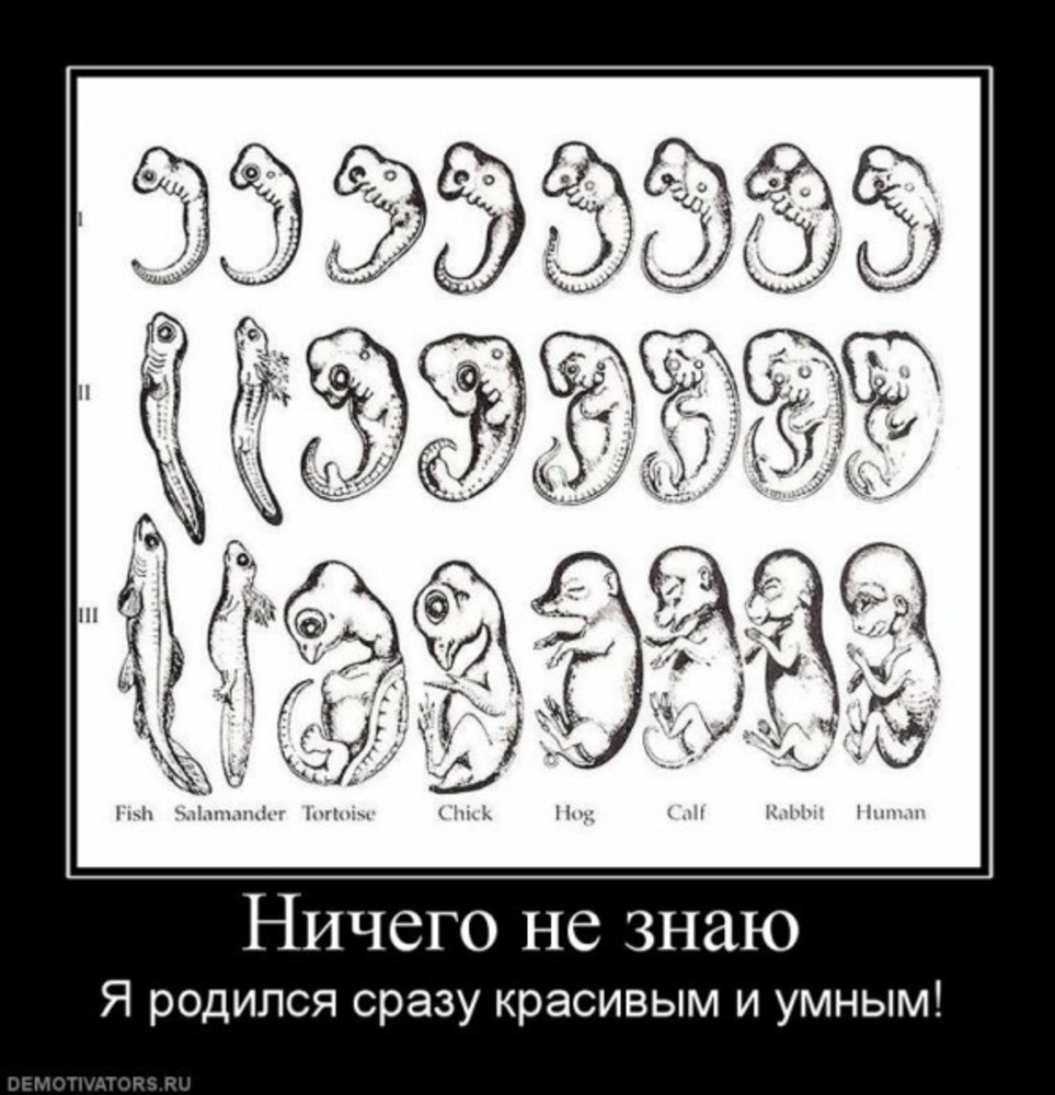 Не знаю родился. Эмбрионы Геккеля. Таблица эмбрионов Геккеля. Зародыши Геккеля. Рисунки эмбрионов Геккеля ложь.