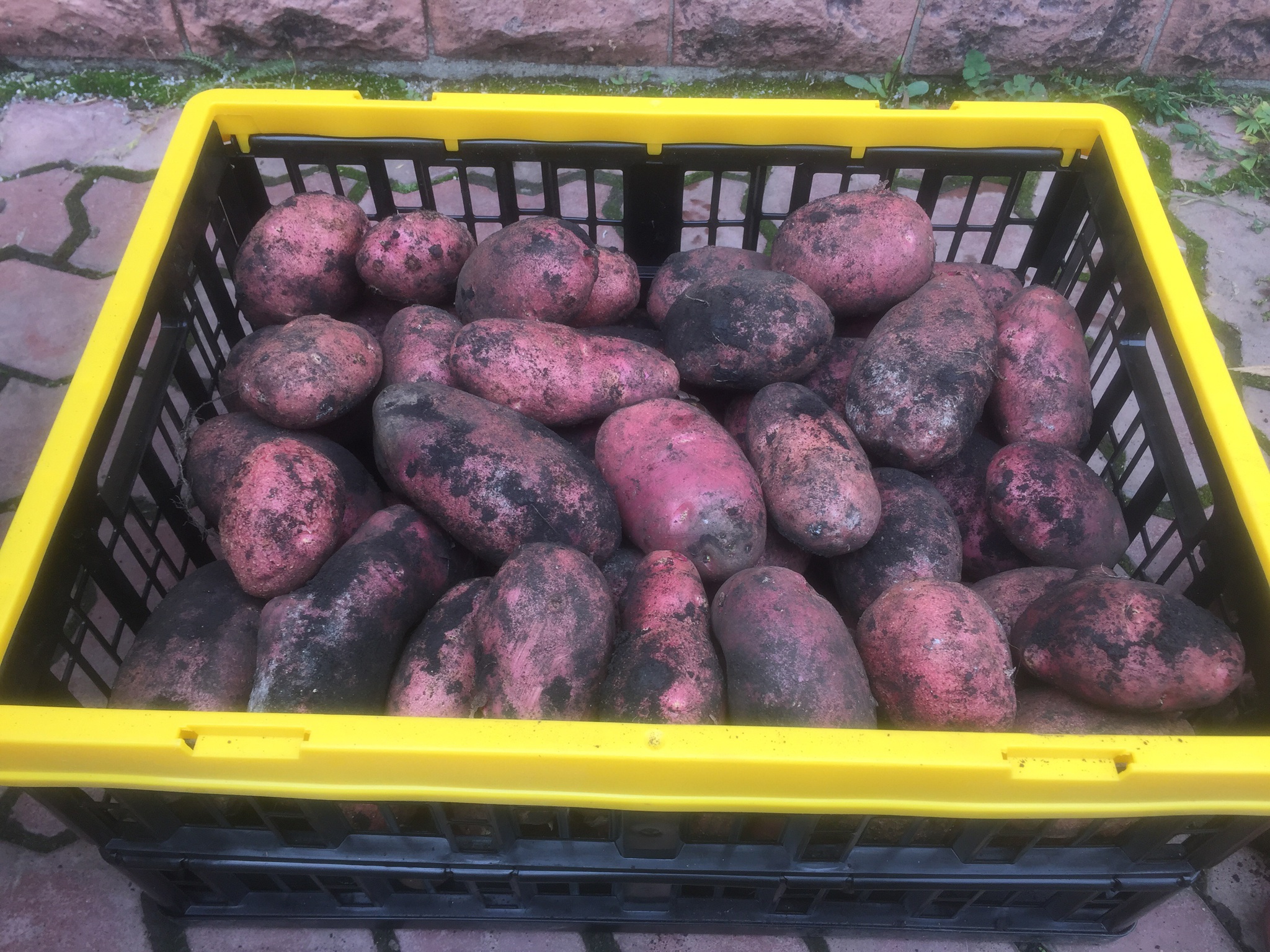 Сорта картофеля для Калужской области