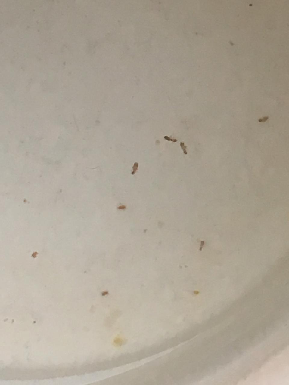 Белые насекомые в туалете и в ванной фото