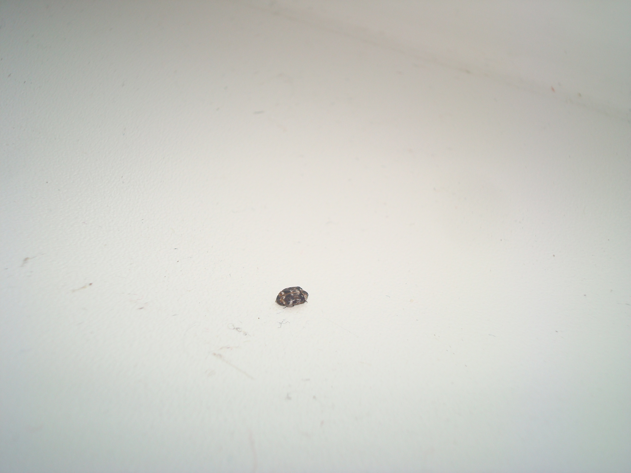 На кухне появились маленькие черные жучки фото как избавиться