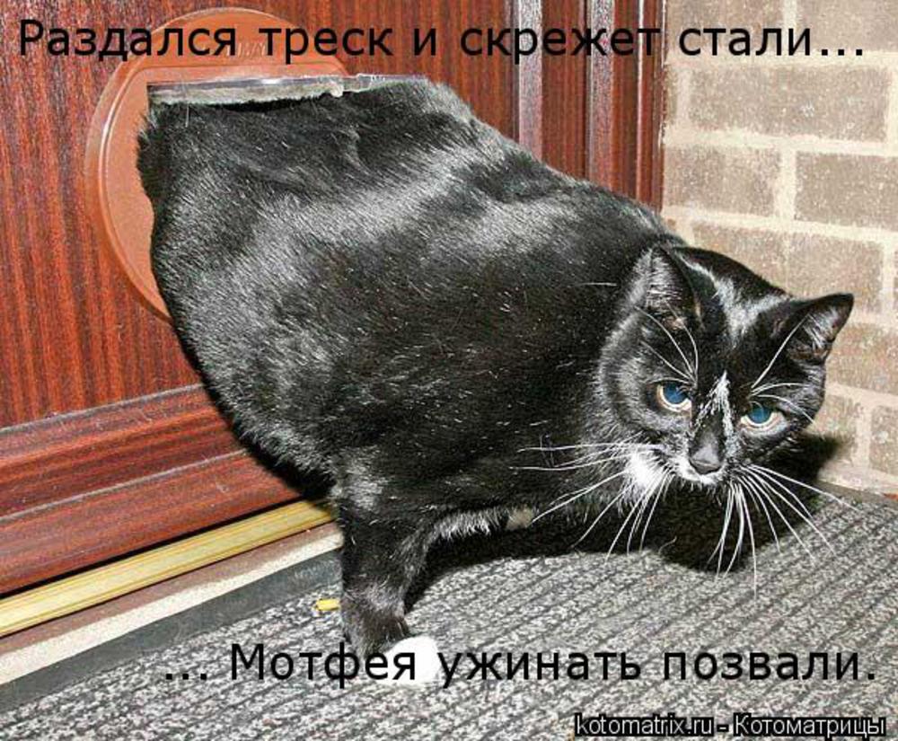 Толстый Черный Кот