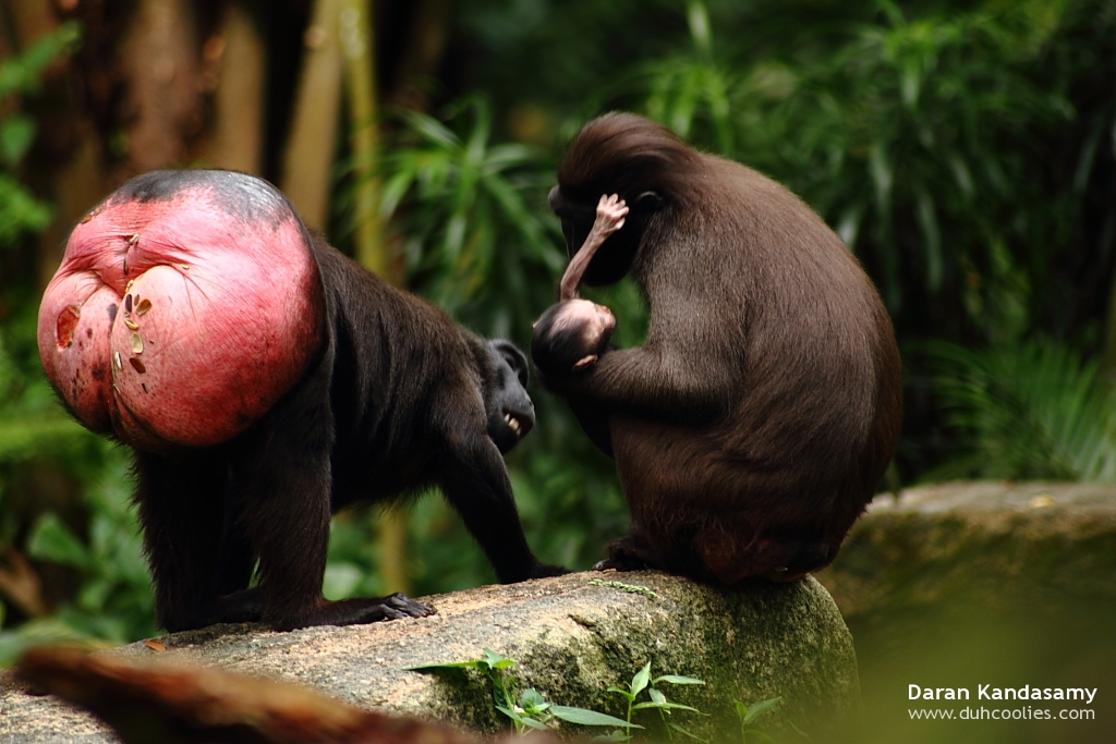 Привет я бабуин я как человек. Обезьяна хохлатый павиан. Павиан гамадрил самки. Сулавесский хохлатый павиан. Celebes Crested macaque.