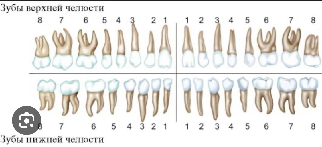 6 зуб снизу. Корни зубов человека нижней челюсти. Анатомия челюсти и зубов верхней нижней челюсти.