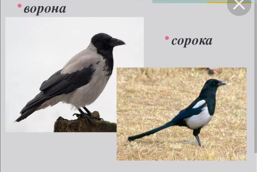 Сравнение птиц 3 класс. Отличие сороки от вороны. Сорока-ворона. Сорока и ворона отличия. Ворон сорока разница.