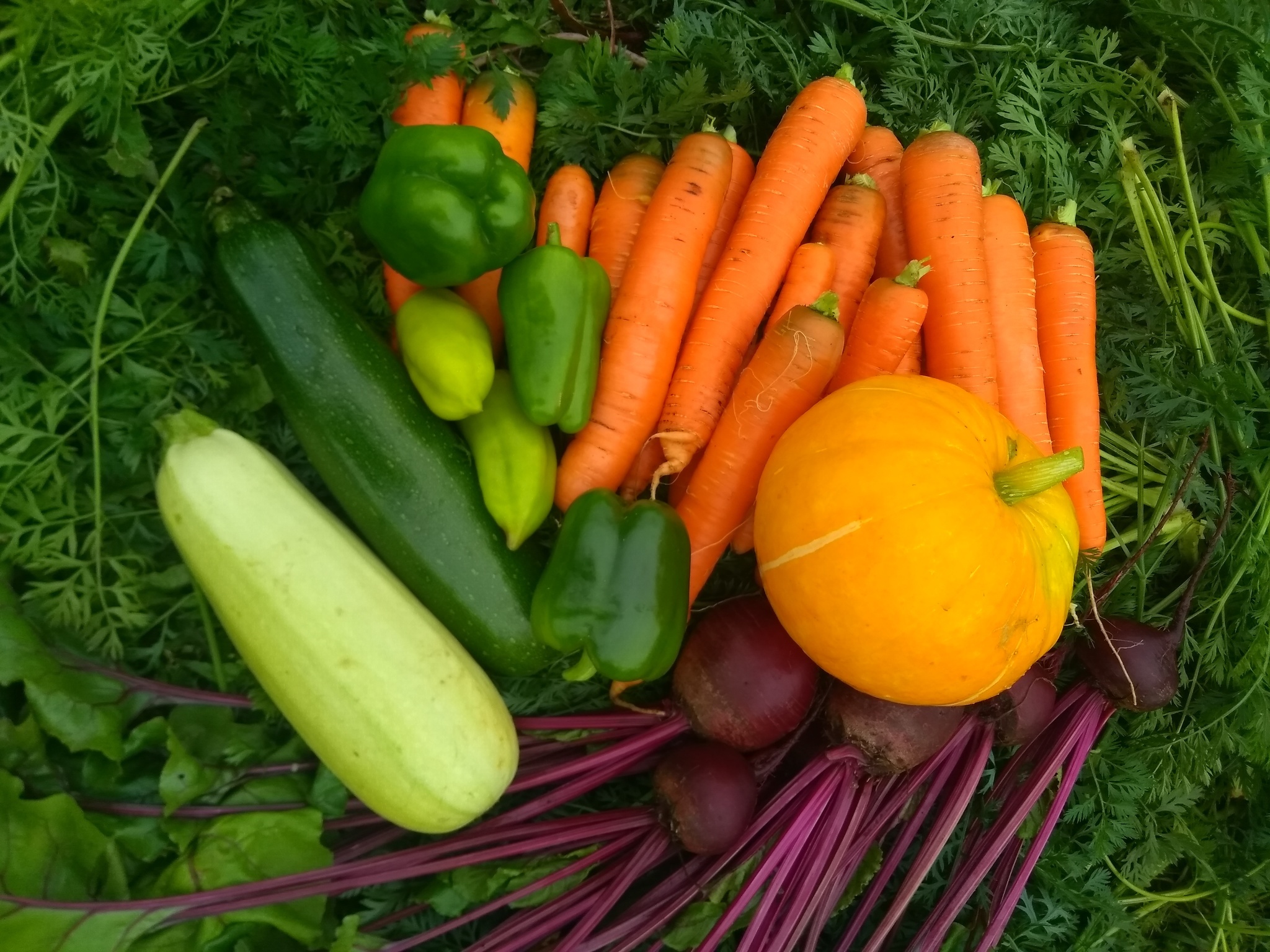Овощи лук морковь