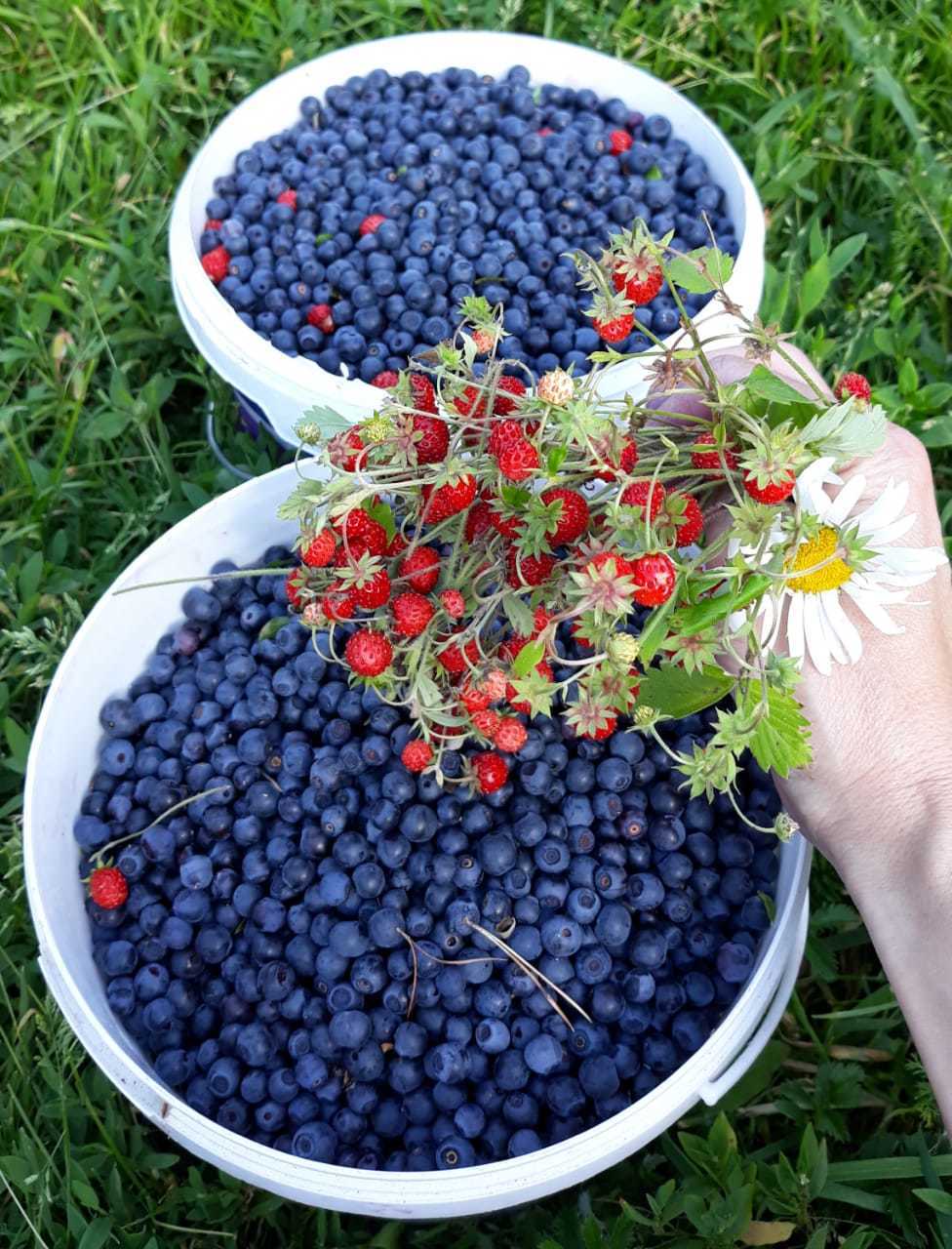 Ягода сейчас. Лесные ягоды. Ягоды в деревне. Лесные лечебные ягоды. Ягода Луговая клубника.