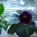 Глоксиния VIOLACEA