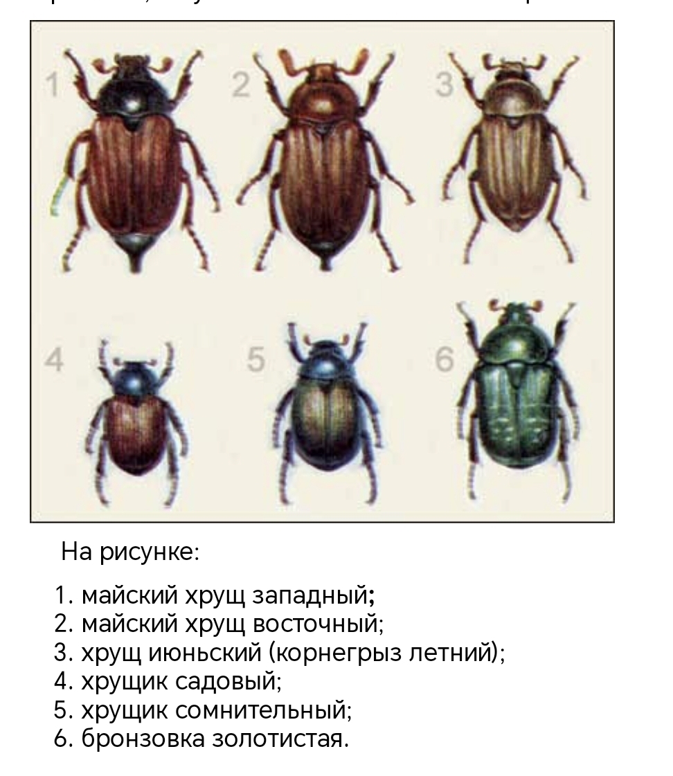 Какой тип развития характерен для бронзовки обыкновенной изображенной на рисунке