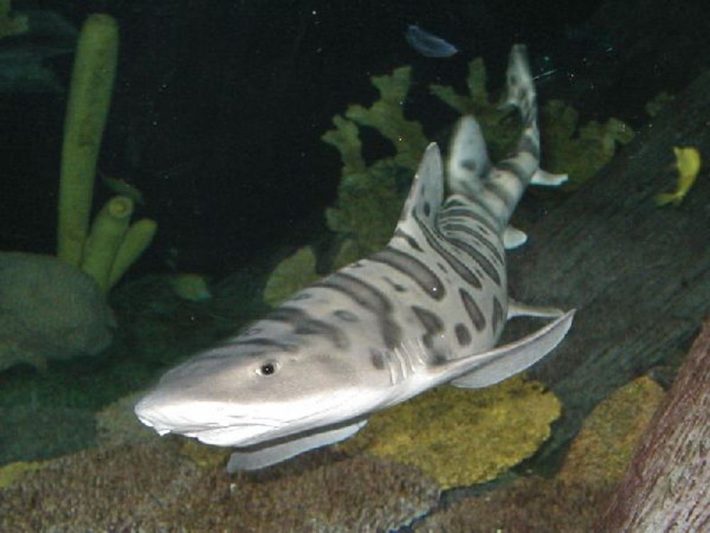 Купить акулу живую. Triakis semifasciata. Аквариумные рыбки Акулий. Калифорнийская тройнозубая акула (леопардовая акула). Зебровая акула.