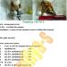 57441293_1270568404_obez_yanka_1_list.jpg
