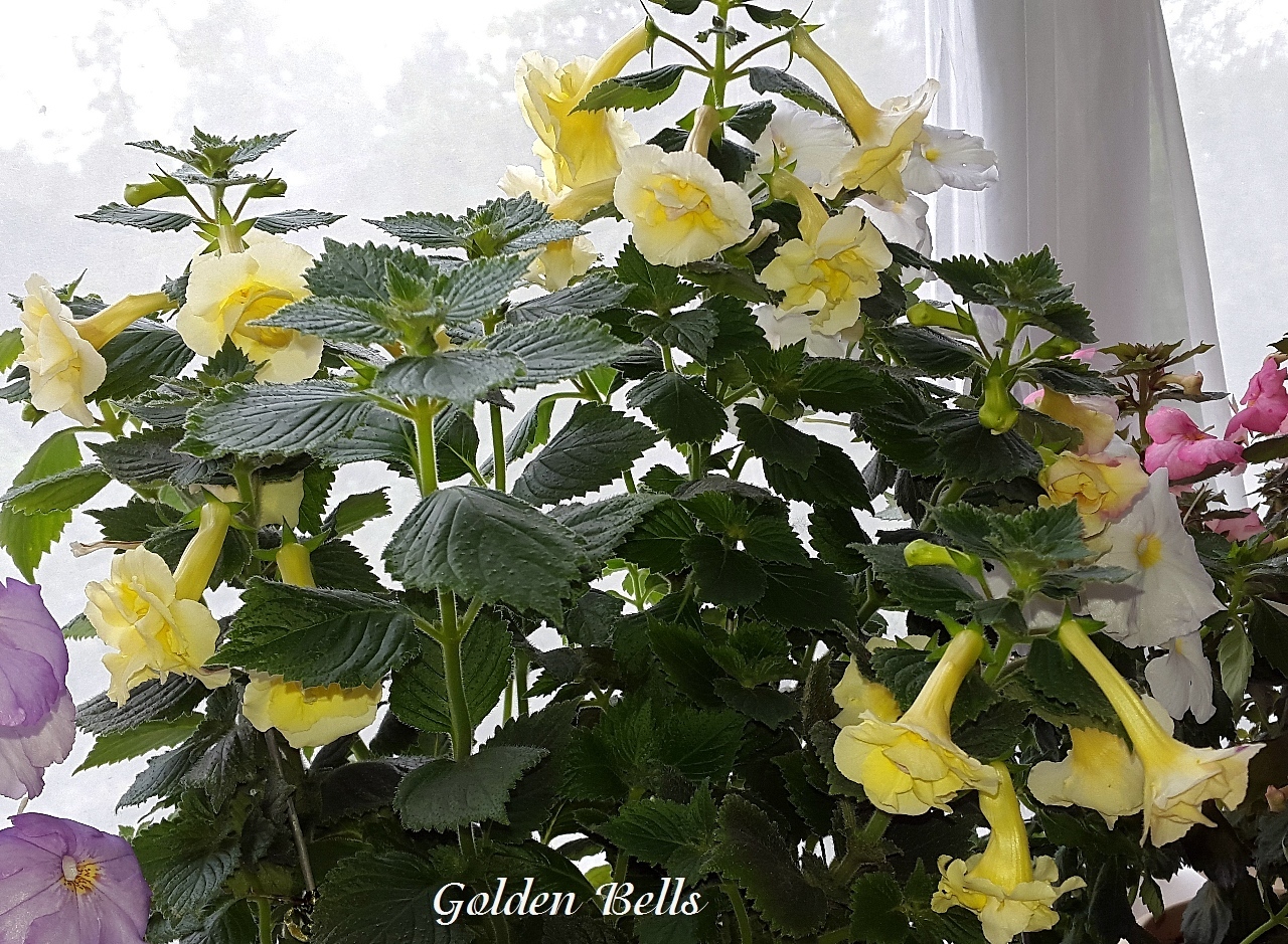 Ахименес golden bells фото