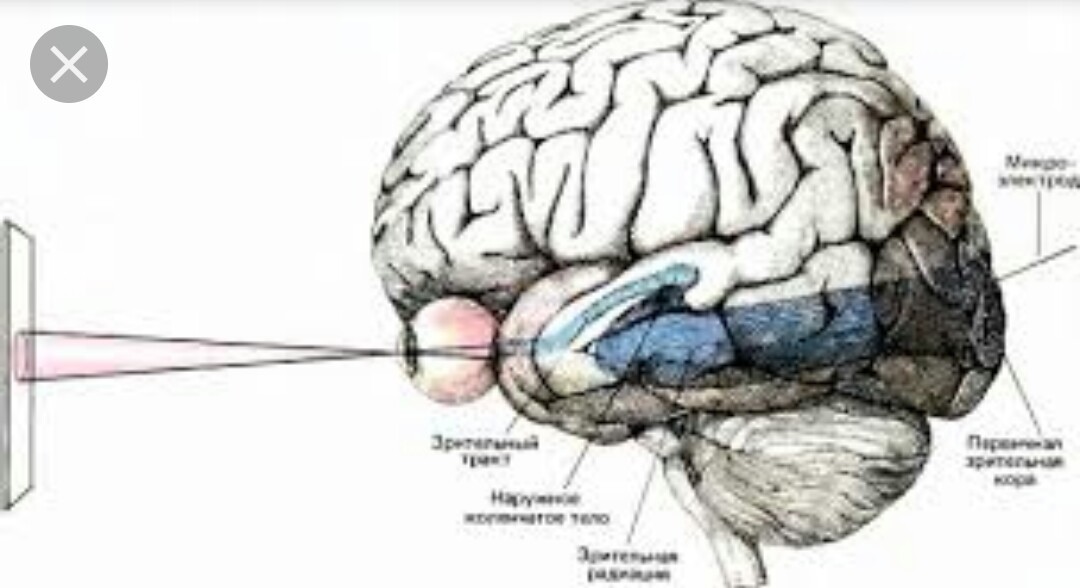 В мозг через глаза. Зрительные центры головного мозга. Зрительный анализатор в мозге. Строение глаза и мозга.