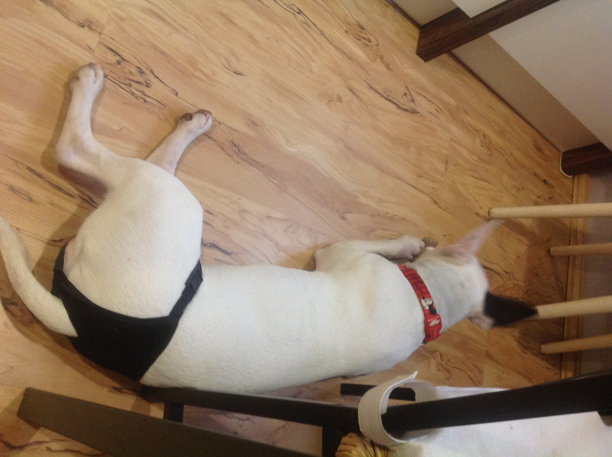 Жмыхнутый корги. Течка у корги пемброк когда первая. Течка у корги пемброк. Яички у корги. Течка у корги пемброк длительность.