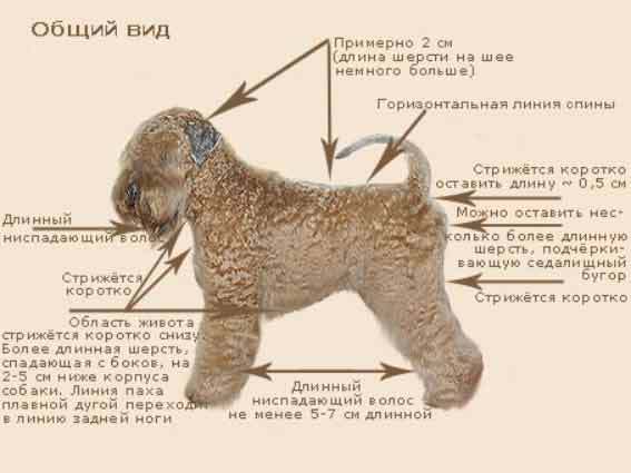 Схема стрижки русского черного терьера